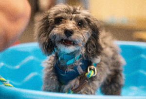 Puppy Kindergarten